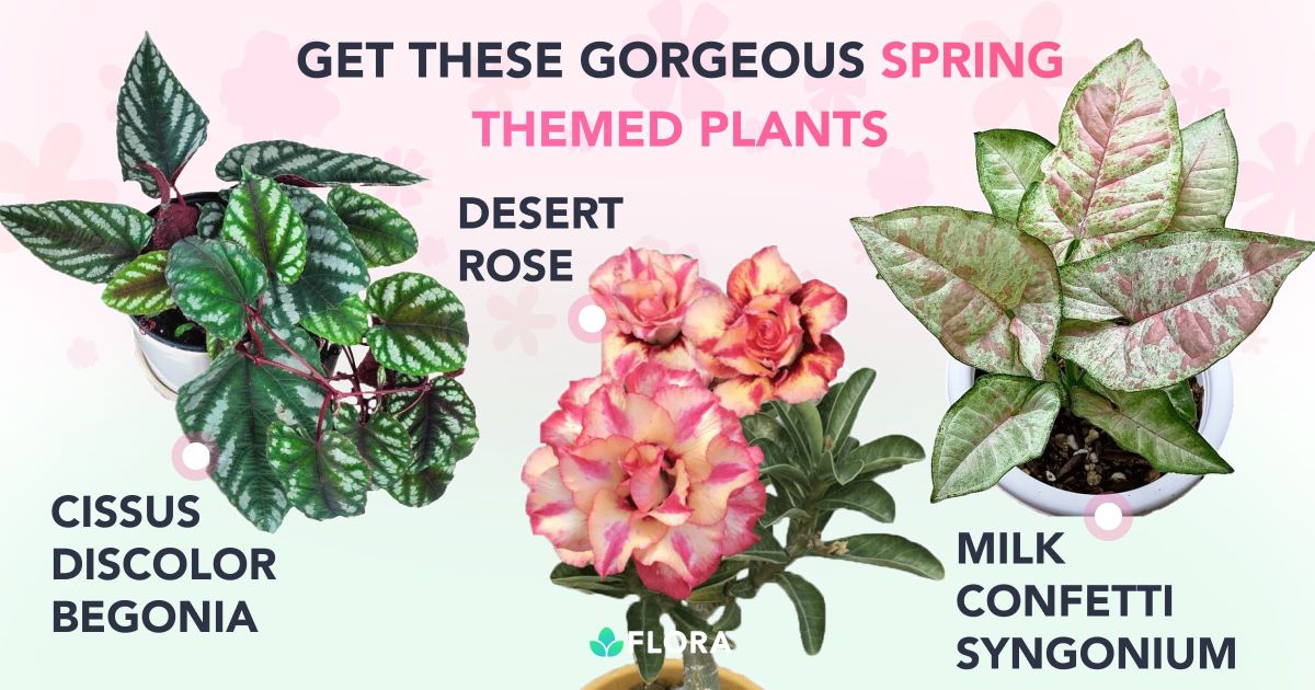 Spring Rare Plant Giveaway 2023