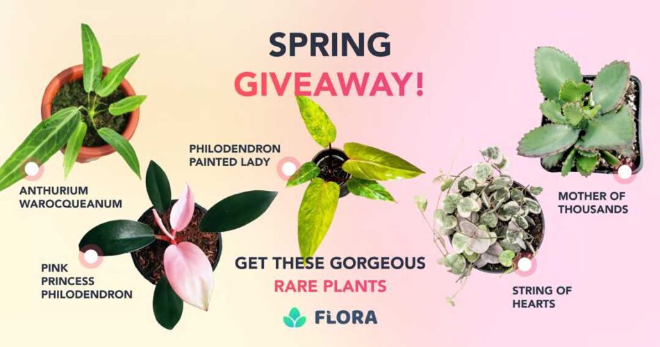 Flora Rare Plant Giveaway - $1500 Worth of Treasures